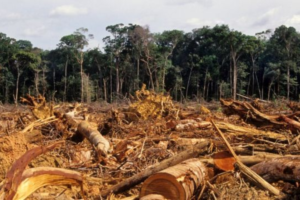 O Desmatamento da Amazônia